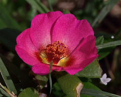 Portulaca amilis