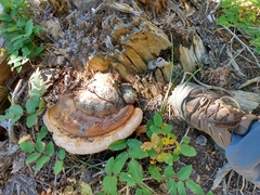Fomitopsis schrenkii