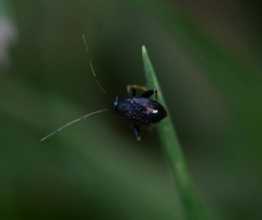 Microtechnites bractatus