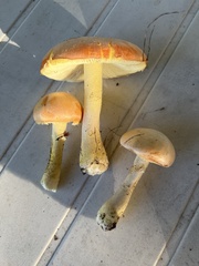 Amanita wellsii