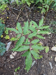 Sambucus racemosa