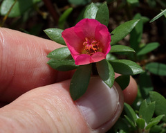 Portulaca amilis