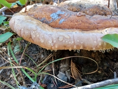 Fomitopsis schrenkii