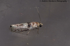 Indomyrlaea ferreotincta