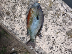 Lepomis auritus