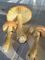 Amanita wellsii