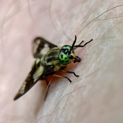 Chrysops relictus