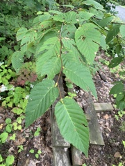 Betula alleghaniensis