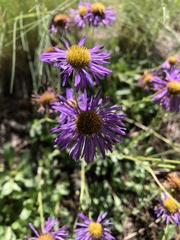 Erigeron speciosus