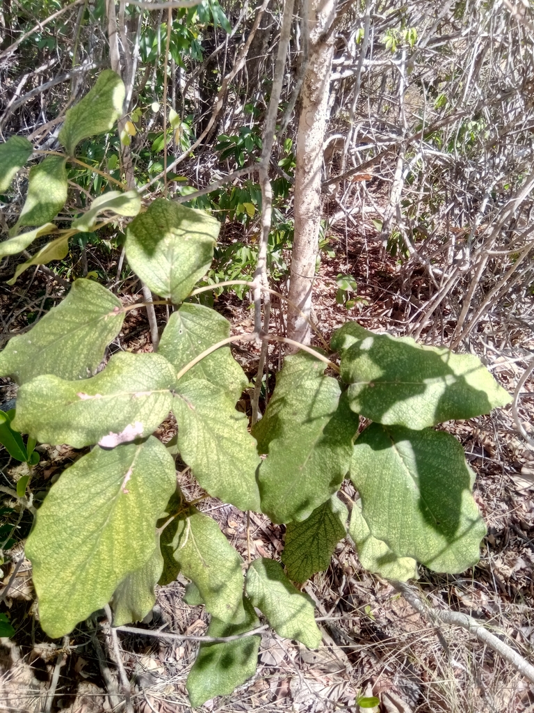 Stereospermum randrianaivoi