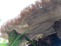 Fomitopsis schrenkii