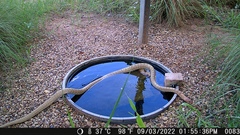 Masticophis flagellum testaceus