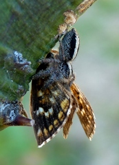 Megafreya sutrix
