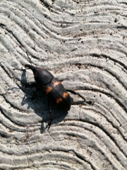 Cactophagus spinolae