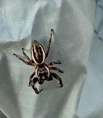 Eris militaris