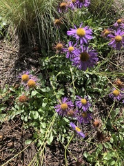Erigeron speciosus