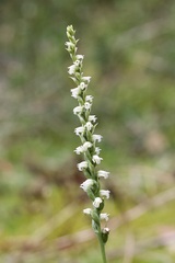 Spiranthes casei