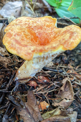 Turbinellus floccosus