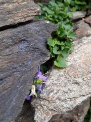 Campanula elatines