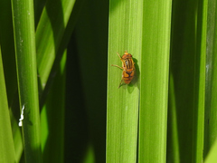 Parhelophilus laetus