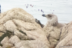 Larus dominicanus dominicanus