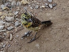 Trachyphonus darnaudii usambiro