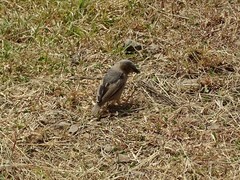 Pseudonigrita arnaudi