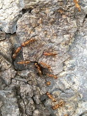 Camponotus variegatus