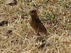 Pseudonigrita arnaudi