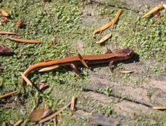 Plethodon vehiculum