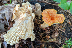 Turbinellus floccosus