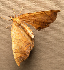 Eulithis diversilineata