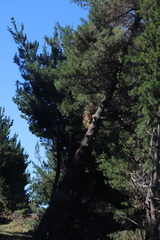 Pinus