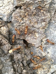 Camponotus variegatus