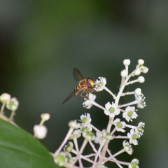 Syrphus knabi
