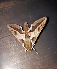 Hyles euphorbiae