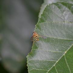 Syrphus knabi