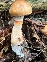 Cortinarius armillatus