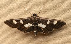 Desmia funeralis