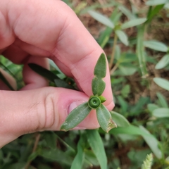 Portulaca umbraticola
