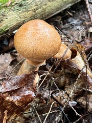 Cortinarius armillatus