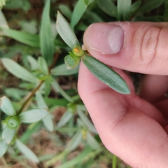 Portulaca umbraticola
