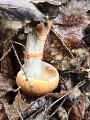 Cortinarius armillatus