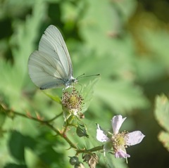 Pieris marginalis
