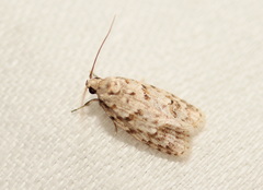 Agriophara velitata