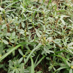 Portulaca umbraticola