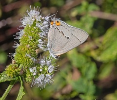 Strymon melinus