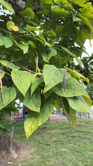 Catalpa