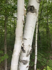 Betula papyrifera