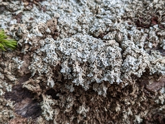 Xanthoparmelia cumberlandia